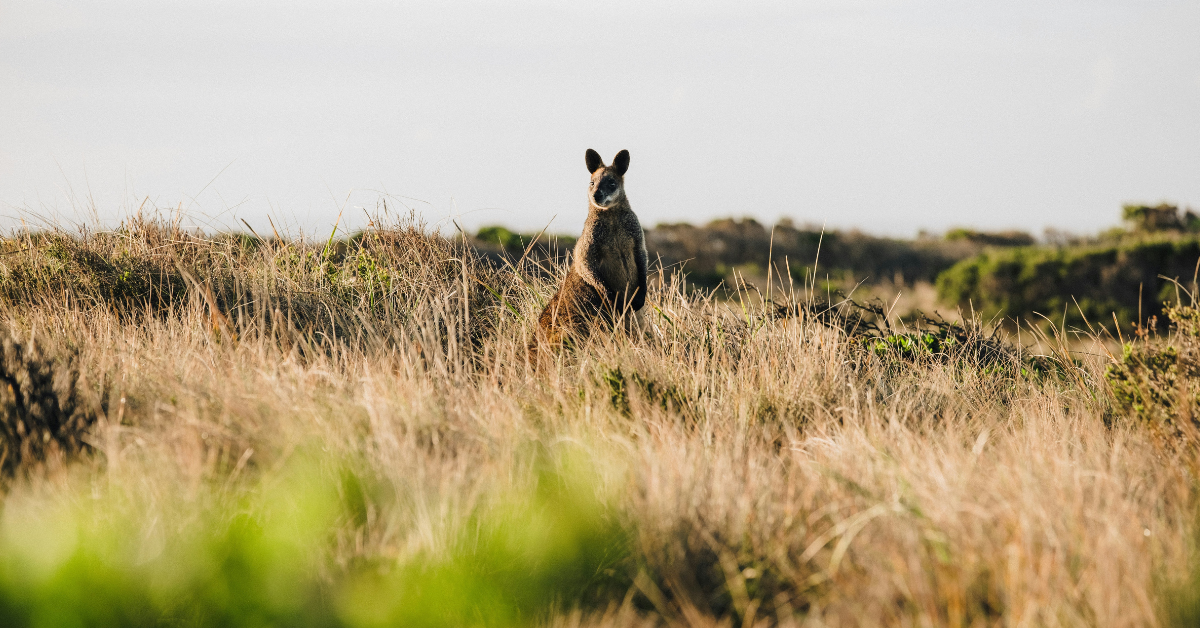 Kangaroo Island, Aged Care